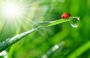 Fotolia_30860001_Subscription_Monthly_L