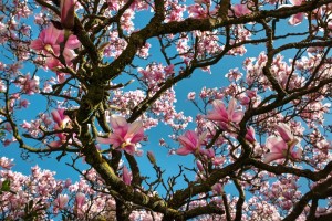 fiori-sculture